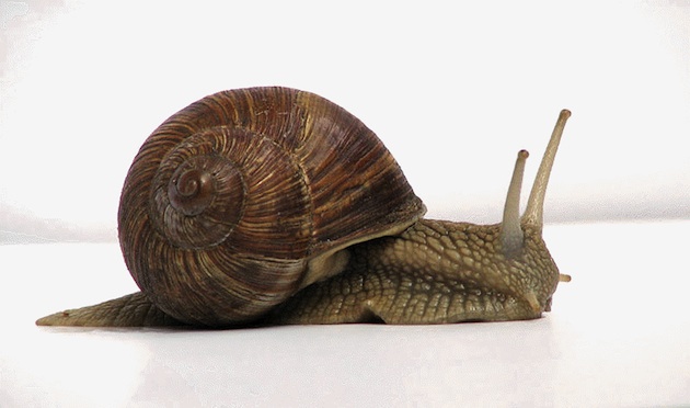 lumaca2